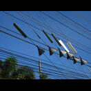 Masten und Spannseile von Stromleitungen sind gegen vierbeinige Kletterer gesichert